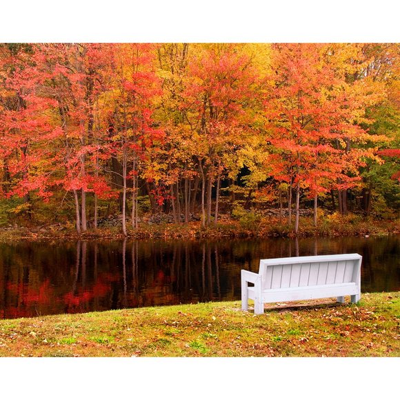 ArtisticPhoto Other - Bench and Trees  11 x 14 print